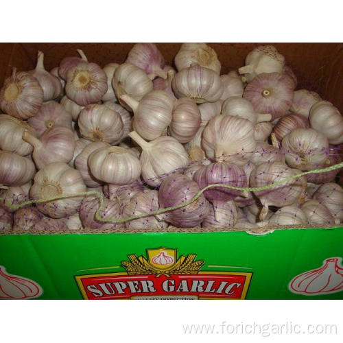 10kg carton in Loose Packing Normal White Garlic